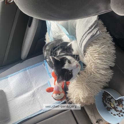Foto 1/1 Tigrou Chat perdido en Saint berthevin