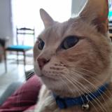 Foto del gato perdido en Moeuvres