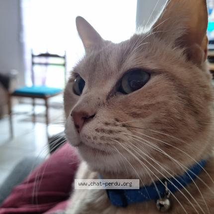 Foto 1/1 Tokyo Chat perdido en Moeuvres