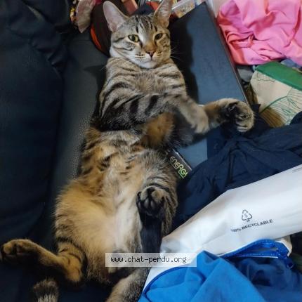 Foto 2/2 Chacha Chat perdido en La voulte sur rhone