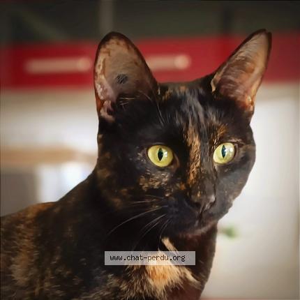 Foto 1/1 Tao Chat perdido en Auffay