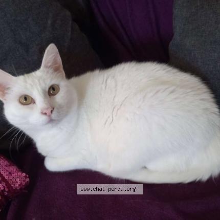 Foto 1/1 Izaly Chat perdido en Chilleurs au bois