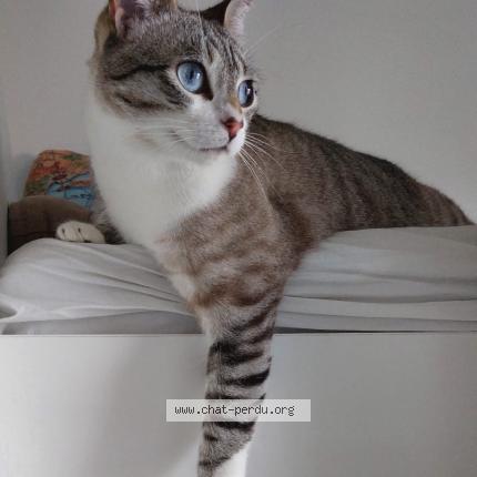 Foto 1/1 Hoshi Chat perdido en Gerzat