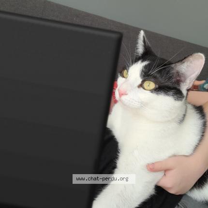 Foto 1/1 Lulu Chat perdido en Maubeuge