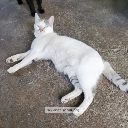 Foto 1/2 Charly Chat perdido en Charmois froidefontaine