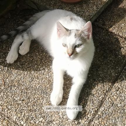 Foto 2/2 Charly Chat perdido en Charmois froidefontaine