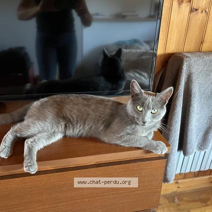 Foto 1/1 Gin Chat perdido en Descartes