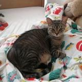 Foto del gato perdido en Soturac