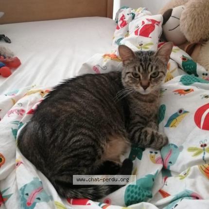 Foto 1/1 Minouche Chat perdido en Soturac