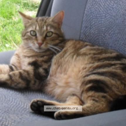 Foto 1/1 Timousse dit Moumousse Chat perdido en Cheniers