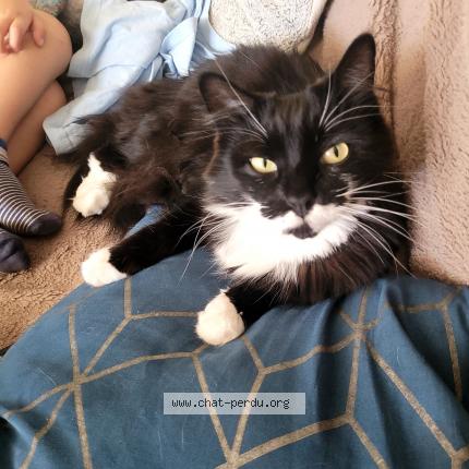 Foto 1/1 Princesse Chat perdido en Garein