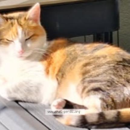 Foto 1/1 CLOCHETTE Chat perdido en Saint malo