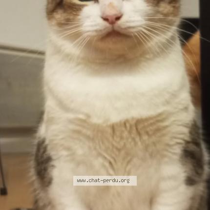 Foto 1/1 Timtim Chat perdido en Argentan