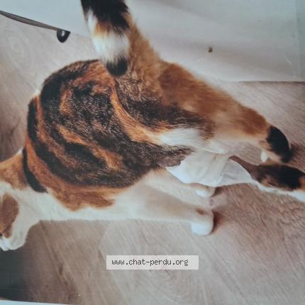 Foto 1/1 CLOCHETTE Chat perdido en Saint malo