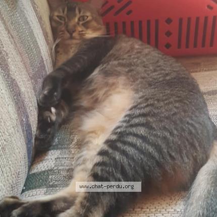 Foto 1/1 Heaven Chat perdido en Lanthier