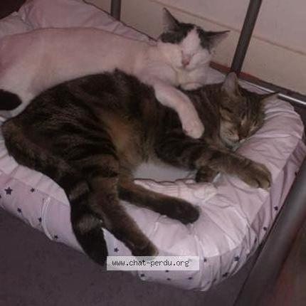Foto 1/4 Temssy Chat perdido en Saint remy les chevreuse