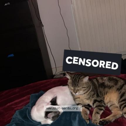 Foto 3/4 Temssy Chat perdido en Saint remy les chevreuse