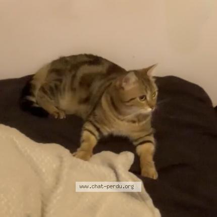 Foto 4/4 Temssy Chat perdido en Saint remy les chevreuse