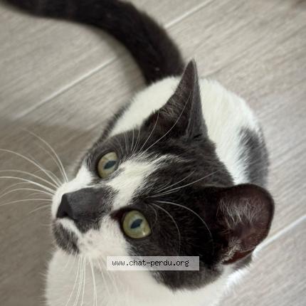 Foto 1/2 Gato encontrado Encontrado en Boulogne billancourt