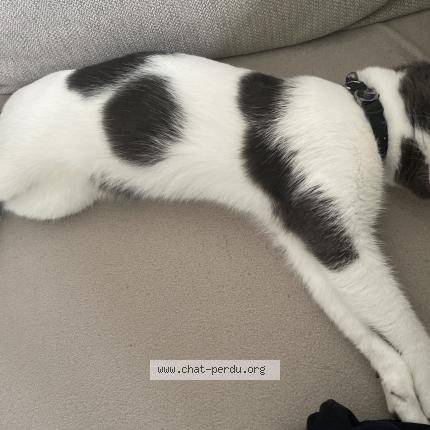 Foto 2/2 Gato encontrado Encontrado en Boulogne billancourt