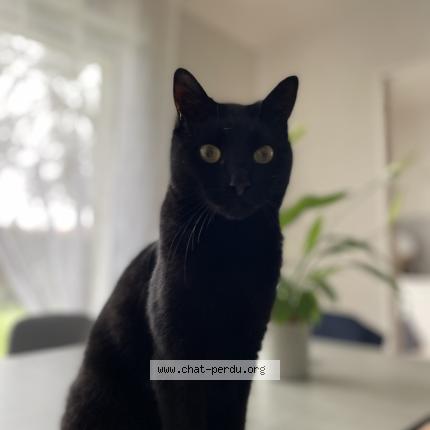 Foto 1/1 Simba Chat perdido en Champtoceaux