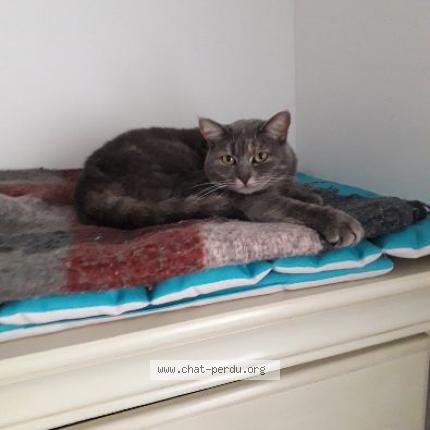 Foto 1/1 Grisette Chat perdido en Villers semeuse