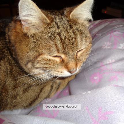 Foto 1/2 preticat Chat perdido en Camping de tregust anne la pallu