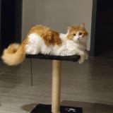 Foto del gato perdido en Arces