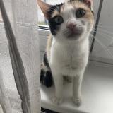 Foto del gato perdido en Hagondange