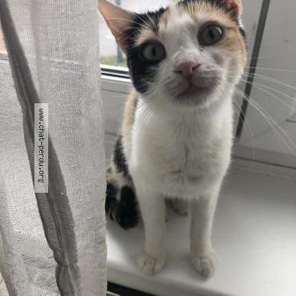 Foto 1/1 Lila Chat perdido en Hagondange