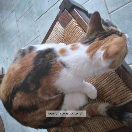 Foto 1/1 Ficelle Chat perdido en Joue du bois