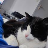 Foto del gato perdido en Lavernose Lacasse