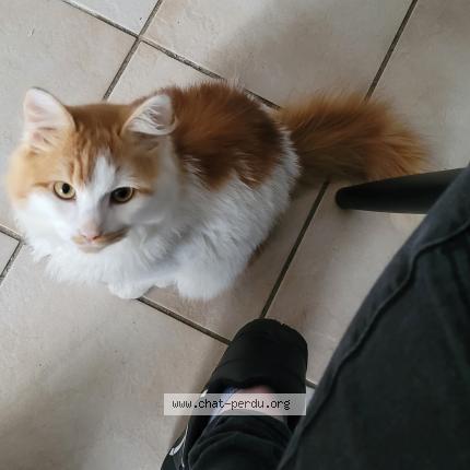 Foto 1/1 Mimi Chat perdido en Le vieux bourg