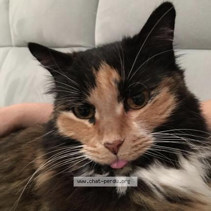Foto 1/1 Kashkouch Chat perdido en Colombier saugnieu