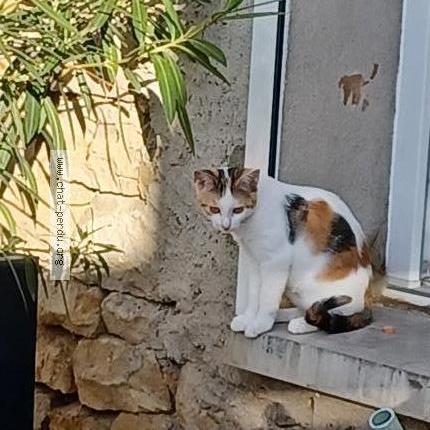 Foto 1/2 Violette Chat perdido en Vieilley