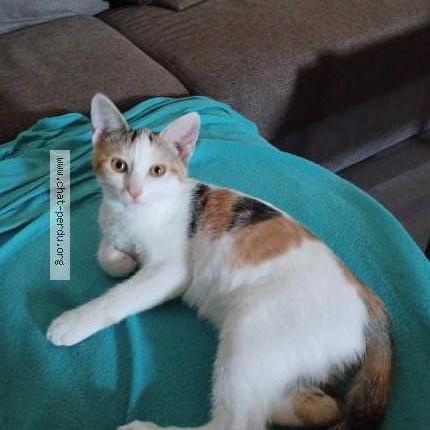 Foto 2/2 Violette Chat perdido en Vieilley