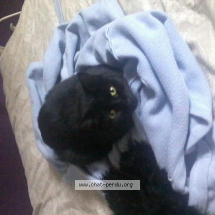 Foto 1/1 Gato encontrado Perdido en Le val d ajol