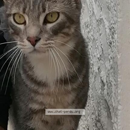 Foto 1/1 Miaous Chat perdido en Saint cyprien