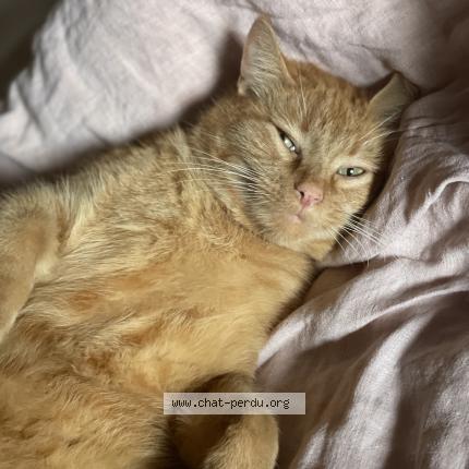 Foto 1/1 Blouno Chat perdido en Saint dier dauvergne