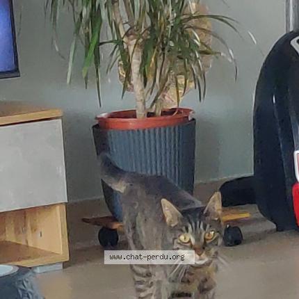 Foto 1/1 Fleur Chat perdido en Chalain d uzore