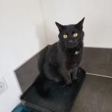 Foto del gato perdido en Rixheim