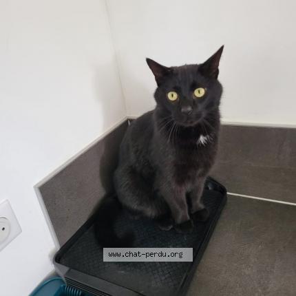 Foto 1/1 Ayaz Chat perdido en Rixheim