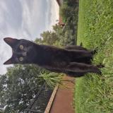 Foto de un gato reunido en Pretoria
