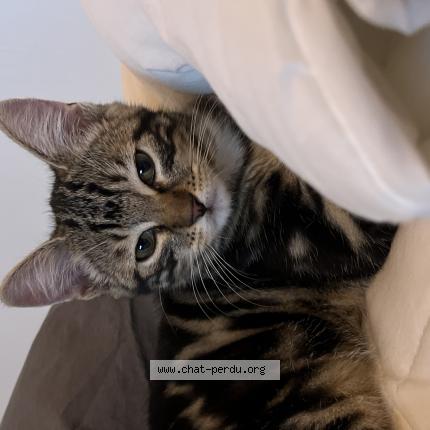 Foto 1/1 Anubis Chat perdido en Romainville