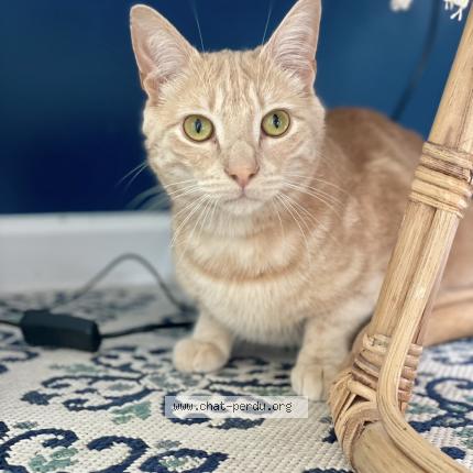 Foto 1/1 Mocha prononciation Moka Chat perdido en Oissel