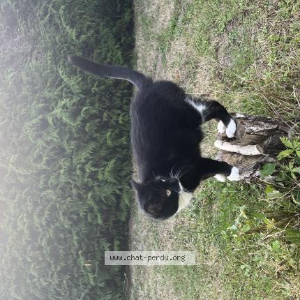 Foto 1/1 Sushi Chat perdido en Toucy