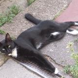 Foto del gato perdido en Langoiran