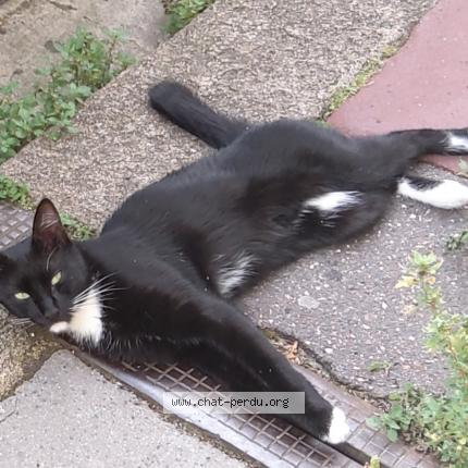 Foto 1/1 Colin Chat perdido en Langoiran