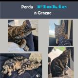 Foto del gato perdido en Grazac