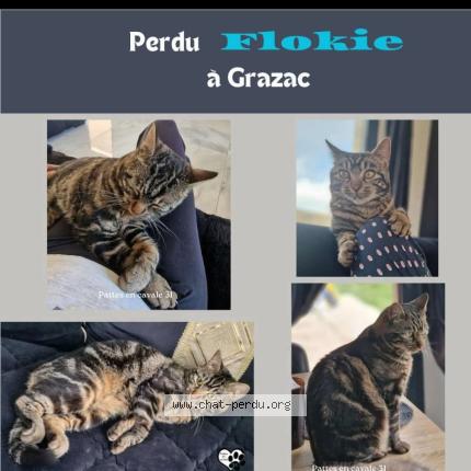 Foto 1/1 Flokie Chat perdido en Grazac